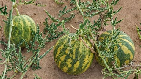 Most Poisonous Fruits That Can Kill You