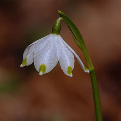 Image result for Spring Snowflake Bells