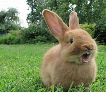 Image result for Colony Rabbit Eat