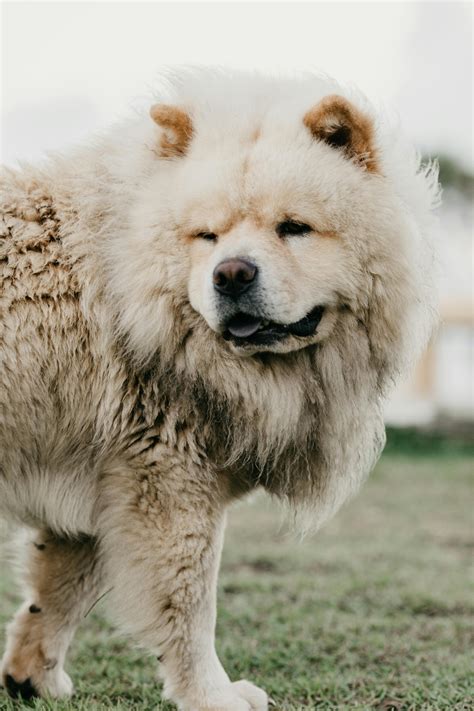 Chow Chow Full Size