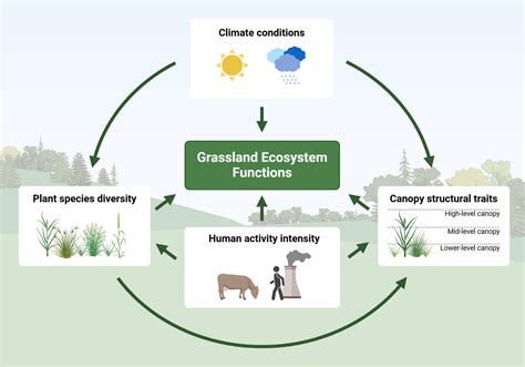 Ecosystems and Diversity: Components and Functions