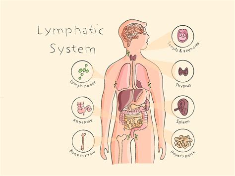 Lymphatic System Function 的图像结果
