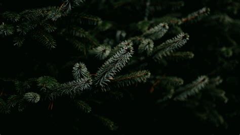 Wallpaper pine, branches, needles, plant, green hd, picture, image