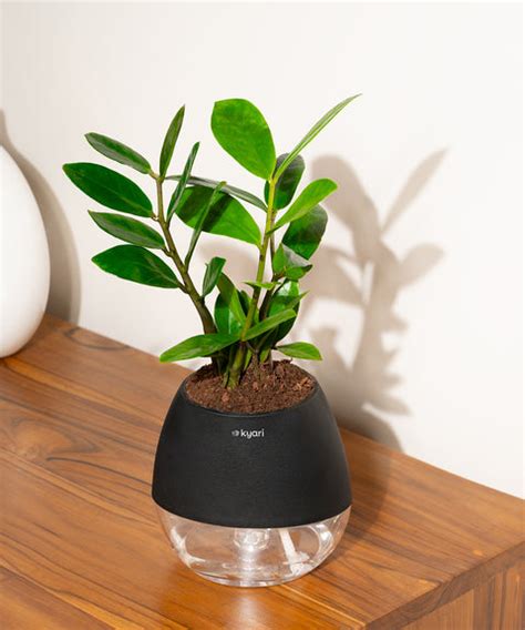 Buy the Best Creativity Boosting Plants Online | Kyari – Kyari.co