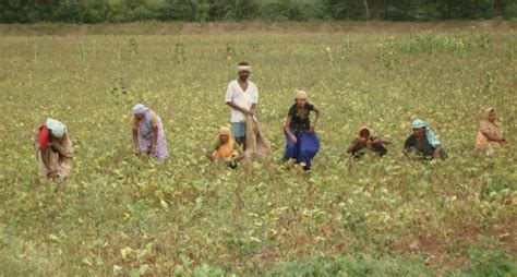 Sharecroppers in Bengal’s Burdwan Reclaim Land Stolen From Them After ...