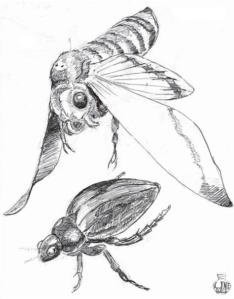 Image result for Doodlebug Drawing