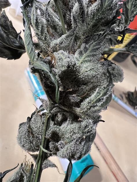 Marathon OG and Ethos OG Kush Autos dry day 8 : r/MNtrees