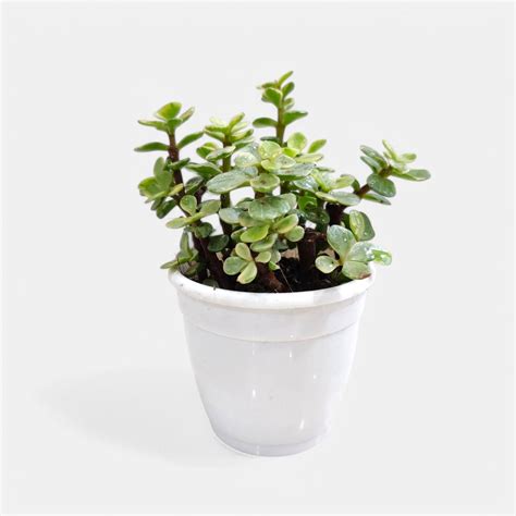 Buy Jade Plant Variegated online at best price - plantsguru