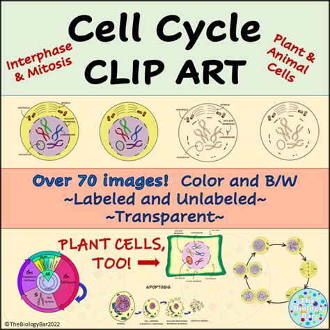 Cell Cycle Mitosis Clip Art | Made By Teachers