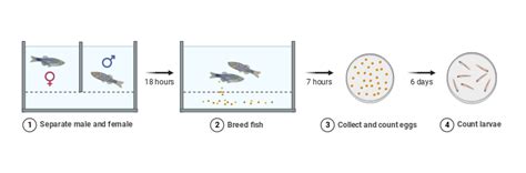 Image result for Fish Breeding
