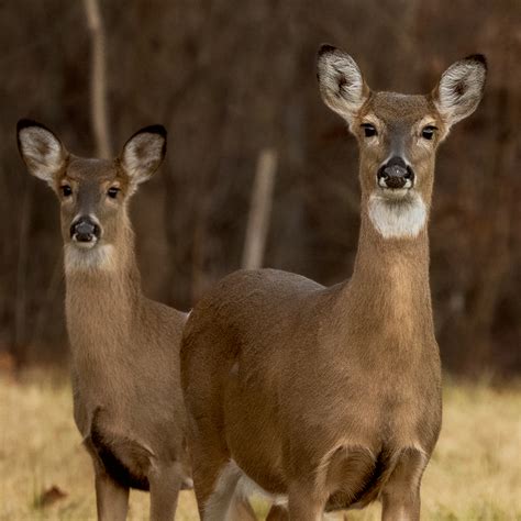 Deer Hunting Public Lands - Kentucky Department of Fish & Wildlife
