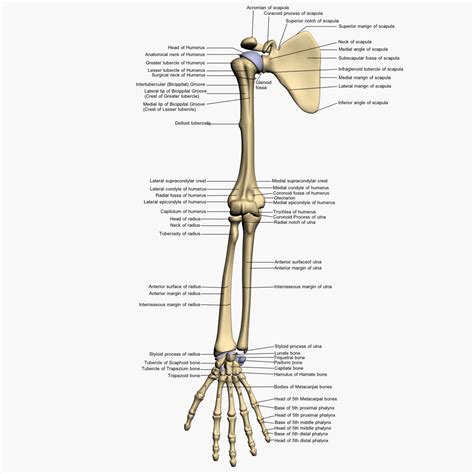 Human Arm Bone Anatomy | Arm Bones Anatomy, Diagram & Function – FNPBN