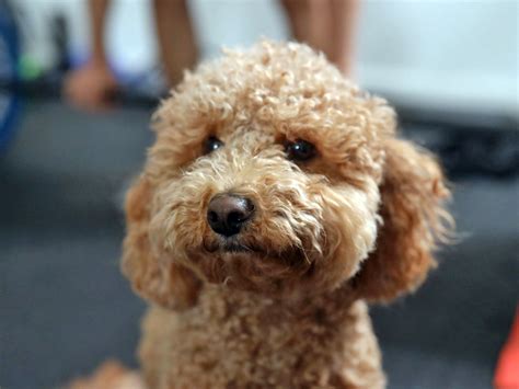 Havapoo Size 的图像结果