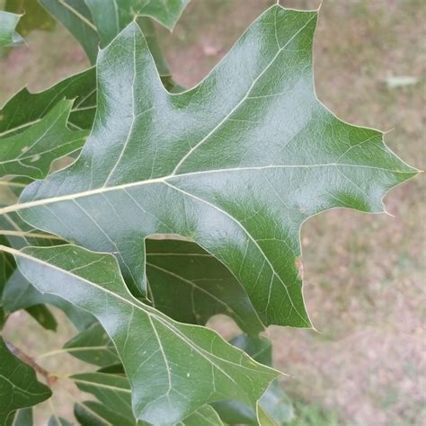 Quercus Prinus Leaf