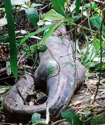 Image result for Giant.python Found in Indonesian