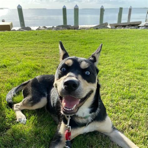 Pitbull Husky Mix (Pitsky): Owner's Guide