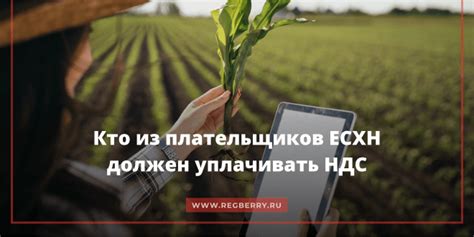 Как платить НДС на ЕСХН в 2025 году, как плательщику сельхозналога ...