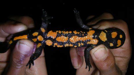 New Species of Newt discovered in Loas | Extinction .in