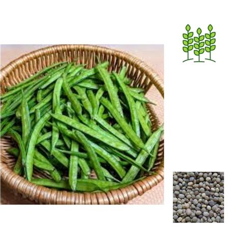 CLUSTER BEANS | கொத்தவரை – HYOFarms India®