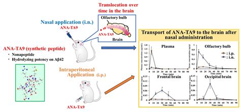 Direct Delivery of ANA-TA9, a Peptide Capable of Aβ Hydrolysis, to the ...