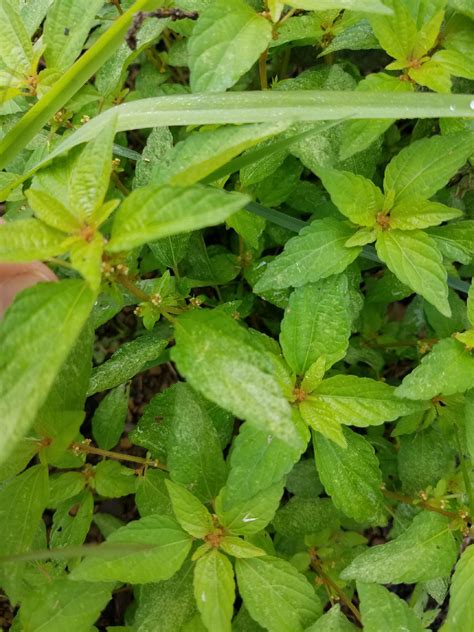 Bee Balm Plant Leaves