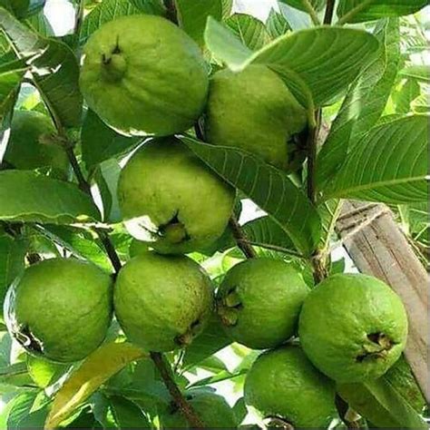 Guava Live Plant | Guava Plants for Sale – veliyathgardens