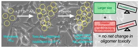 Rationally Designed Antibodies as Research Tools to Study the Structure ...