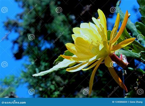 Yellow Flower of the Night-blooming Cereus Stock Photo - Image of large ...