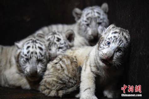 云南野生动物园白虎妈妈破纪录产下6胞胎-大河网