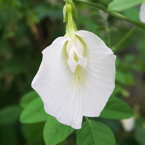 White Aparajita Flower Seeds (Clitoria Ternatea) | Soiled