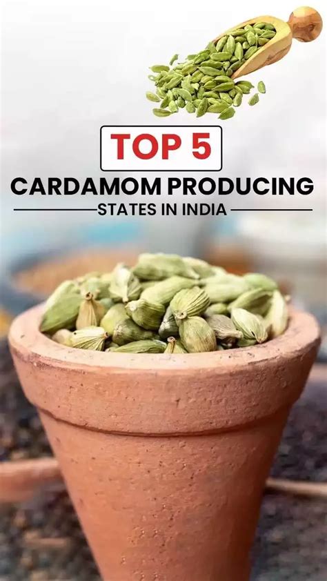 Top 5 Elaichi Production States In India