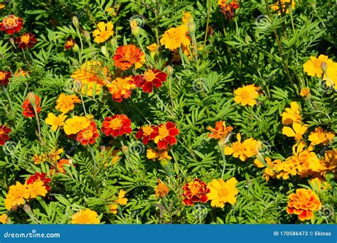 Marigold the Most Commonly Cultivated Varieties Tagetes are Known ...
