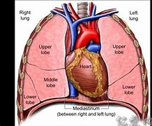 Image result for mediastinum 纵膈