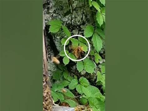 Image result for Data Structures and Algorithms Type of Tree