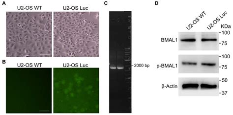 Generation of Endogenous Promoter-Driven Luciferase Reporter System ...