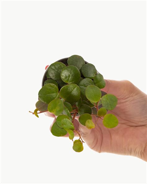 Lil' String of Coins | Peperomia - Pepperspot | Prickle Plants UK