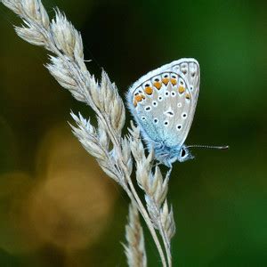 butterfly poster & Titli POSTERS, Dragonfly Poster, Insects Poster ...