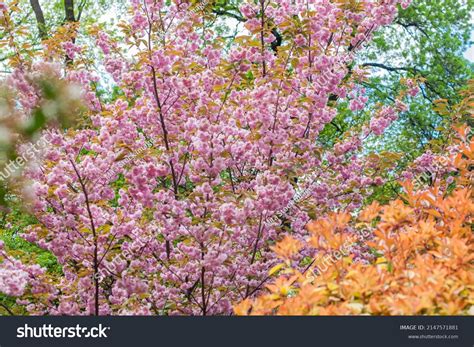 Japan Flowers 的图像结果