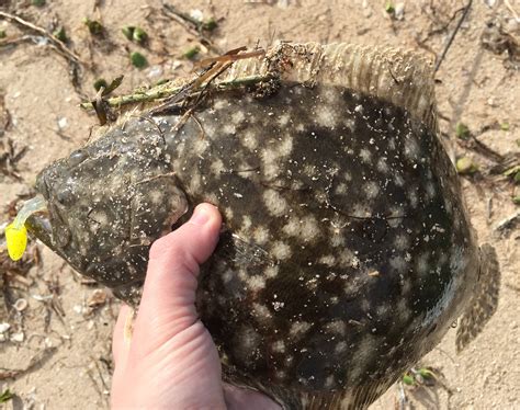 Texas Flounder Limit