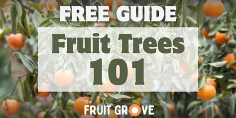 Fig Tree Not Fruiting 的图像结果