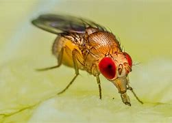 fruitfly 的图像结果