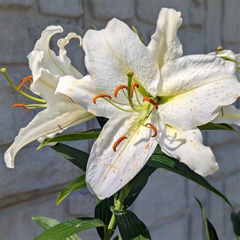 Casa Blanca Oriental Lily | Plant Addicts