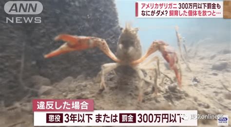 日本立法禁止出售或放生小龙虾 但可作为宠物饲养