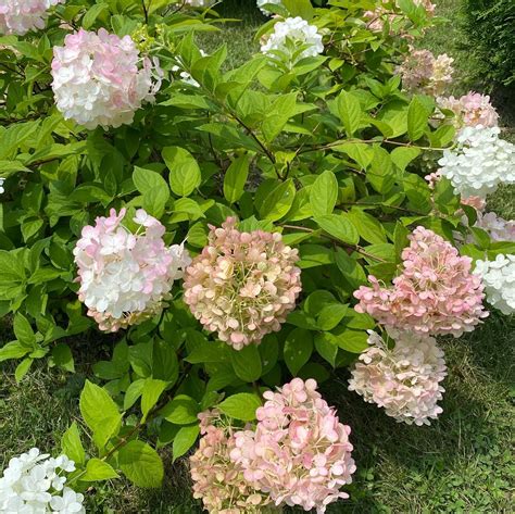 Strawberry sundae hydrangea hydrangea paniculata rensun at the growing ...
