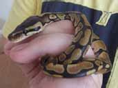 Image result for Royal Python Setup