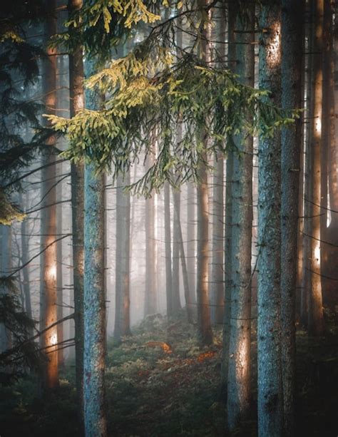 Most Beautiful Scenery of Nature 的图像结果