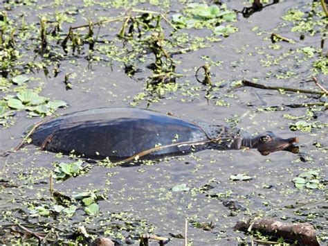 Image result for Florida Softshell Turtle Shell Decor