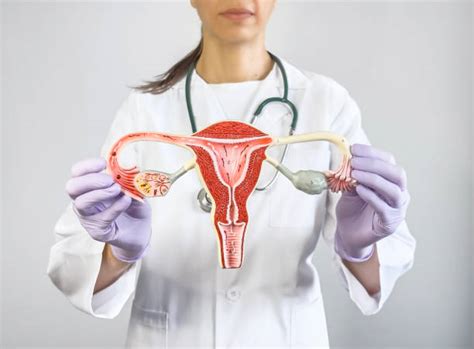 Explain Female Reproductive System: Structure & Functions – MyDiagnostics
