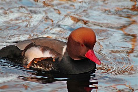 Download Red Headed Pochard Duck Swimming Wallpaper | Wallpapers.com