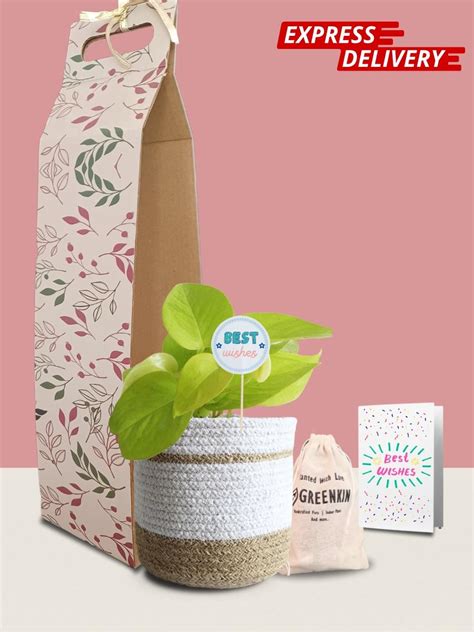 Money Plant Golden Gift in Eco Pot (Medium) – Greenkin